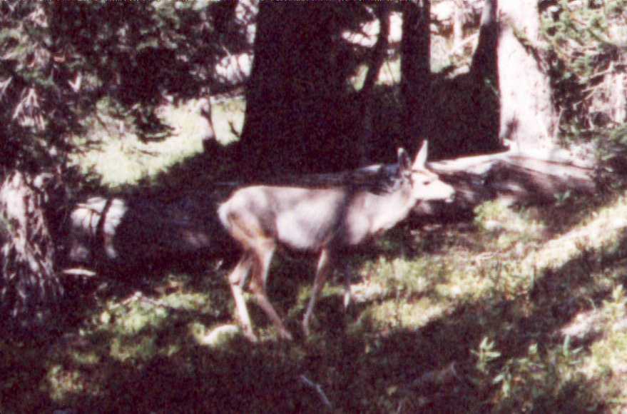 Deer